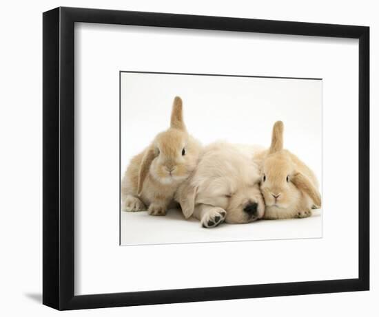 Golden Retriever Puppy Sleeping Between Two Young Sandy Lop Rabbits-Jane Burton-Framed Premium Photographic Print