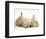 Golden Retriever Puppy Sleeping Between Two Young Sandy Lop Rabbits-Jane Burton-Framed Premium Photographic Print