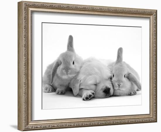 Golden Retriever Puppy Sleeping Between Two Young Sandy Lop Rabbits-Jane Burton-Framed Premium Photographic Print