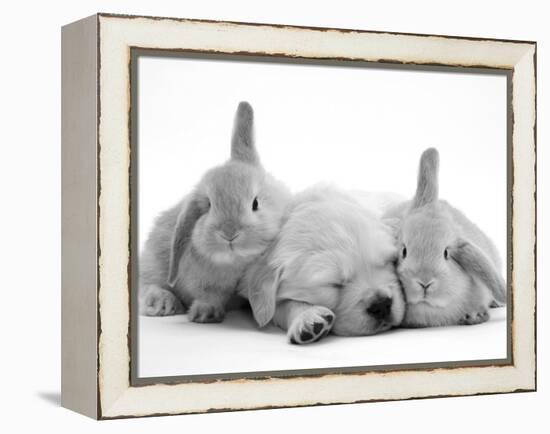 Golden Retriever Puppy Sleeping Between Two Young Sandy Lop Rabbits-Jane Burton-Framed Premier Image Canvas