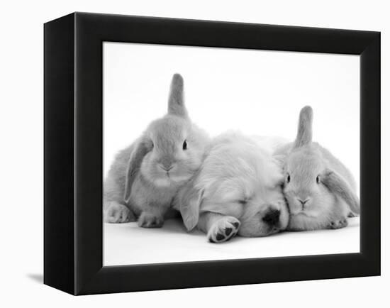 Golden Retriever Puppy Sleeping Between Two Young Sandy Lop Rabbits-Jane Burton-Framed Premier Image Canvas