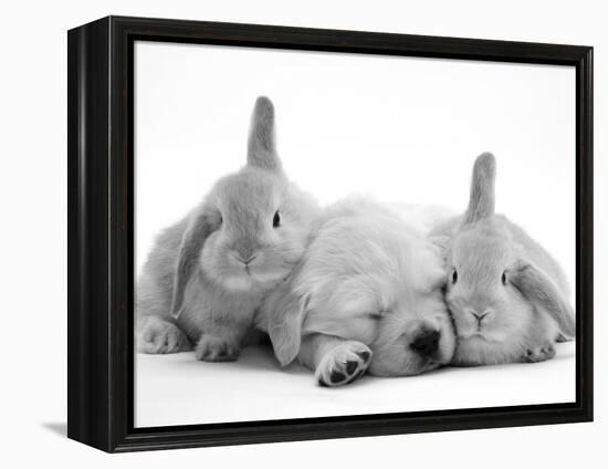 Golden Retriever Puppy Sleeping Between Two Young Sandy Lop Rabbits-Jane Burton-Framed Premier Image Canvas