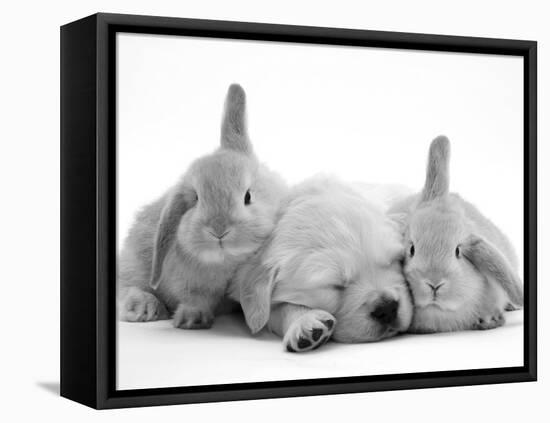 Golden Retriever Puppy Sleeping Between Two Young Sandy Lop Rabbits-Jane Burton-Framed Premier Image Canvas