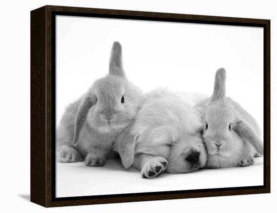 Golden Retriever Puppy Sleeping Between Two Young Sandy Lop Rabbits-Jane Burton-Framed Premier Image Canvas