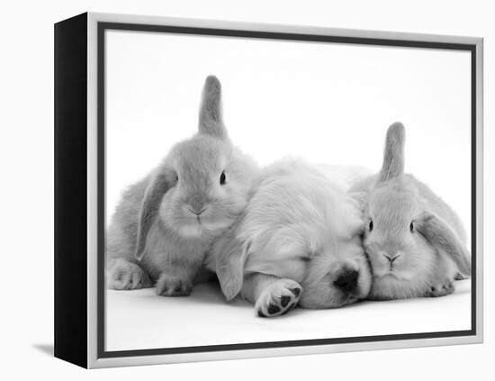Golden Retriever Puppy Sleeping Between Two Young Sandy Lop Rabbits-Jane Burton-Framed Premier Image Canvas
