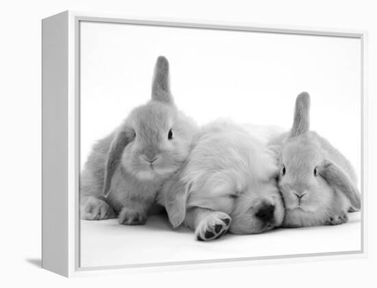 Golden Retriever Puppy Sleeping Between Two Young Sandy Lop Rabbits-Jane Burton-Framed Premier Image Canvas