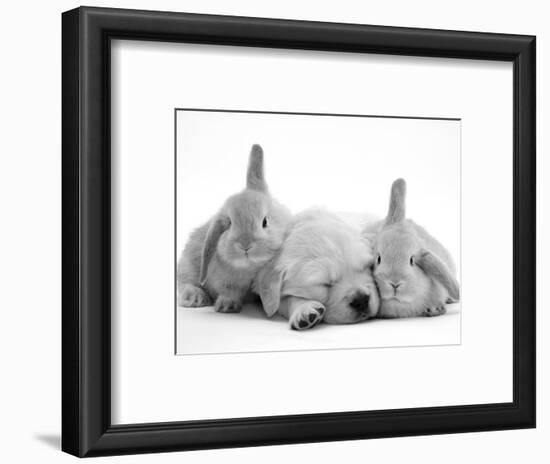 Golden Retriever Puppy Sleeping Between Two Young Sandy Lop Rabbits-Jane Burton-Framed Premium Photographic Print
