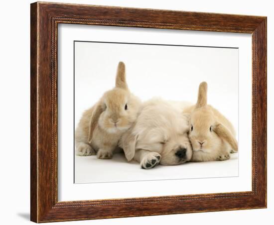 Golden Retriever Puppy Sleeping Between Two Young Sandy Lop Rabbits-Jane Burton-Framed Photographic Print