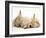 Golden Retriever Puppy Sleeping Between Two Young Sandy Lop Rabbits-Jane Burton-Framed Photographic Print