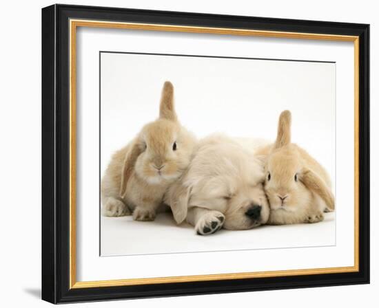 Golden Retriever Puppy Sleeping Between Two Young Sandy Lop Rabbits-Jane Burton-Framed Photographic Print