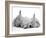 Golden Retriever Puppy Sleeping Between Two Young Sandy Lop Rabbits-Jane Burton-Framed Photographic Print