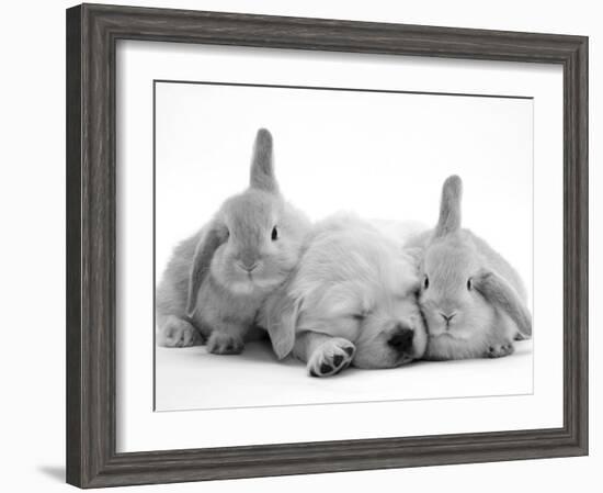 Golden Retriever Puppy Sleeping Between Two Young Sandy Lop Rabbits-Jane Burton-Framed Photographic Print