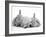 Golden Retriever Puppy Sleeping Between Two Young Sandy Lop Rabbits-Jane Burton-Framed Photographic Print