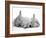 Golden Retriever Puppy Sleeping Between Two Young Sandy Lop Rabbits-Jane Burton-Framed Photographic Print