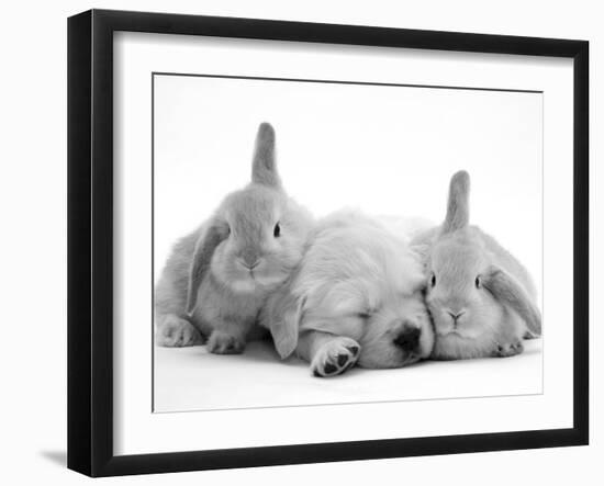 Golden Retriever Puppy Sleeping Between Two Young Sandy Lop Rabbits-Jane Burton-Framed Photographic Print