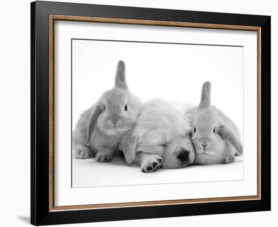 Golden Retriever Puppy Sleeping Between Two Young Sandy Lop Rabbits-Jane Burton-Framed Photographic Print