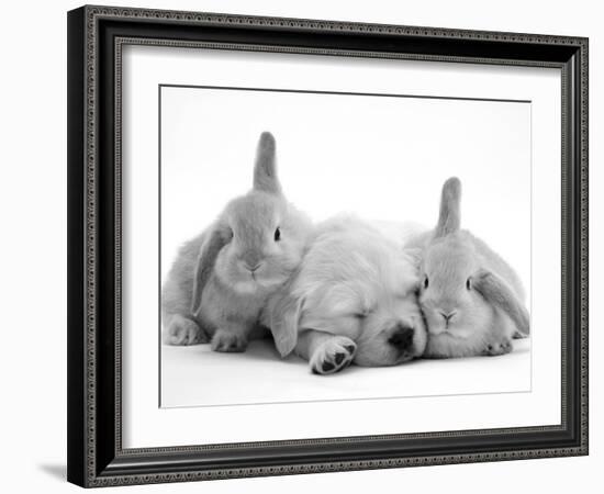 Golden Retriever Puppy Sleeping Between Two Young Sandy Lop Rabbits-Jane Burton-Framed Photographic Print