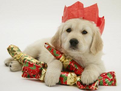 christmas golden retriever puppies