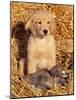 Golden Retriever Puppy with Decoy Duck, USA-Lynn M. Stone-Mounted Photographic Print