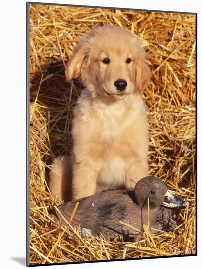 Golden Retriever Puppy with Decoy Duck, USA-Lynn M. Stone-Mounted Photographic Print
