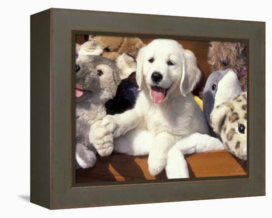Golden Retriever Puppy with Toys-Lynn M. Stone-Framed Premier Image Canvas