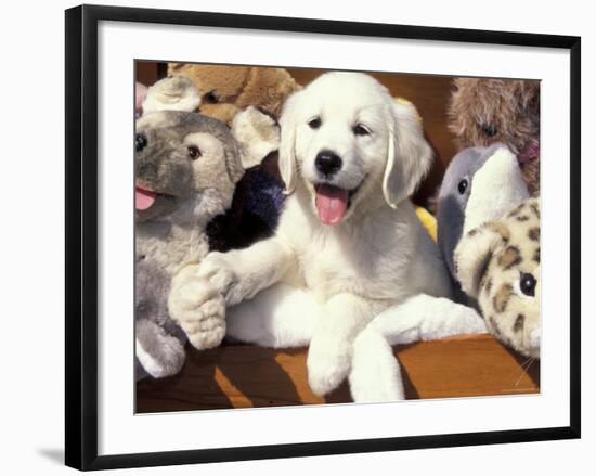 Golden Retriever Puppy with Toys-Lynn M. Stone-Framed Photographic Print