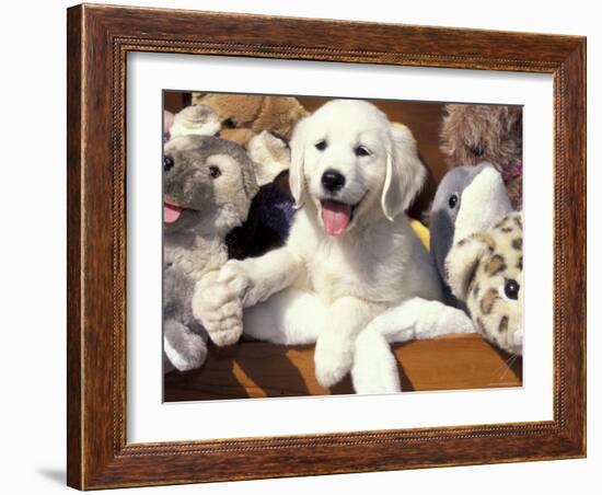 Golden Retriever Puppy with Toys-Lynn M. Stone-Framed Photographic Print