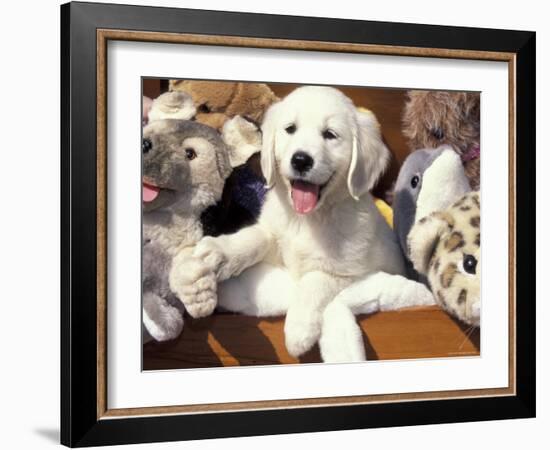 Golden Retriever Puppy with Toys-Lynn M. Stone-Framed Photographic Print