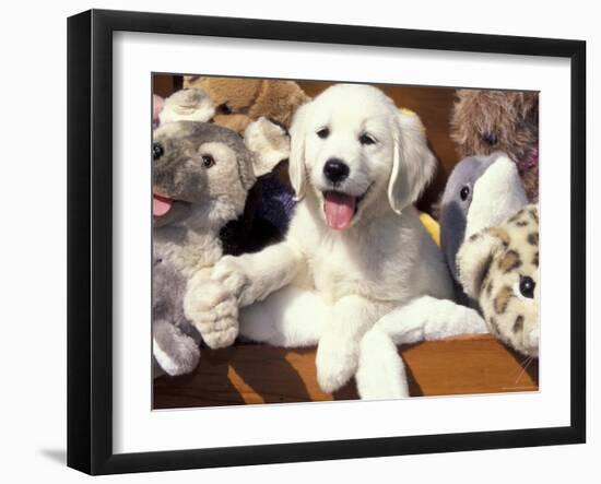 Golden Retriever Puppy with Toys-Lynn M. Stone-Framed Photographic Print