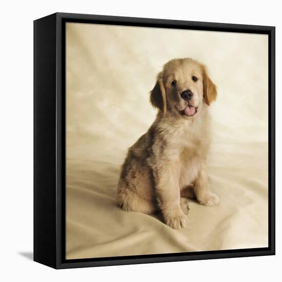 Golden Retriever Puppy-Christopher C Collins-Framed Premier Image Canvas