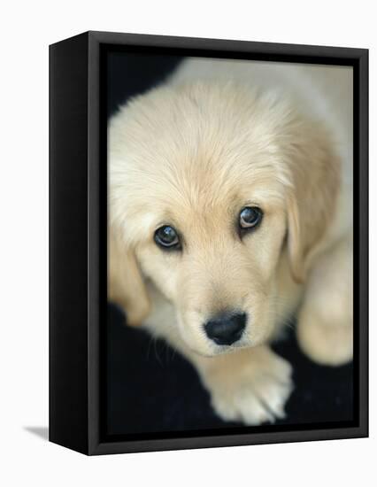 Golden Retriever Puppy-Bill Varie-Framed Premier Image Canvas