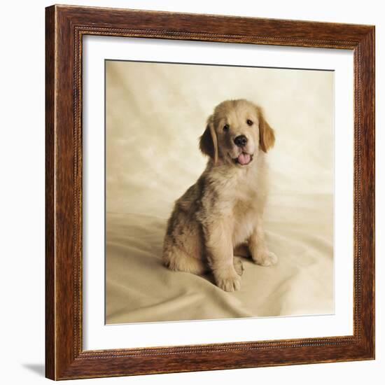 Golden Retriever Puppy-Christopher C Collins-Framed Photographic Print