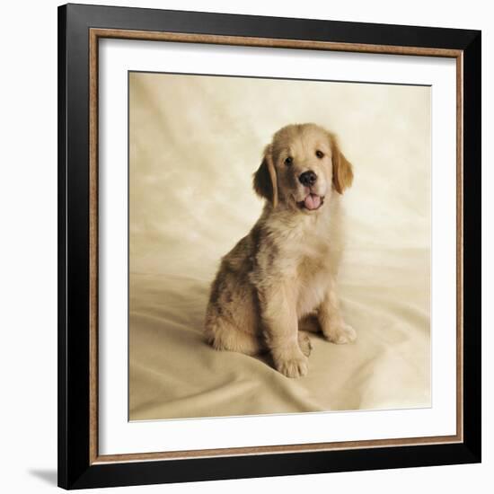 Golden Retriever Puppy-Christopher C Collins-Framed Photographic Print