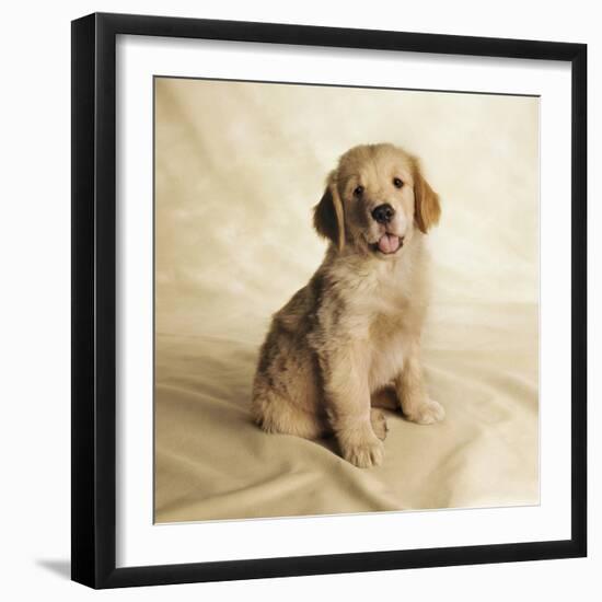 Golden Retriever Puppy-Christopher C Collins-Framed Photographic Print