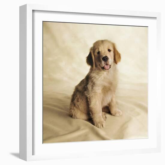 Golden Retriever Puppy-Christopher C Collins-Framed Photographic Print