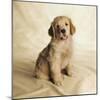 Golden Retriever Puppy-Christopher C Collins-Mounted Photographic Print