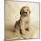 Golden Retriever Puppy-Christopher C Collins-Mounted Photographic Print