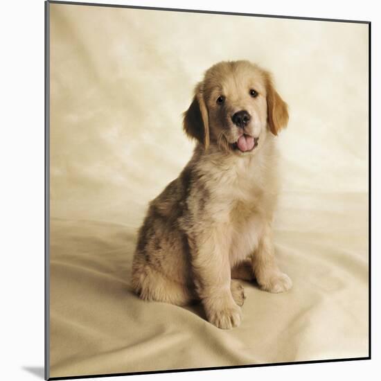 Golden Retriever Puppy-Christopher C Collins-Mounted Photographic Print