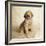 Golden Retriever Puppy-Christopher C Collins-Framed Photographic Print