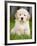 Golden Retriever Puppy-Jim Craigmyle-Framed Photographic Print