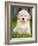 Golden Retriever Puppy-Jim Craigmyle-Framed Photographic Print