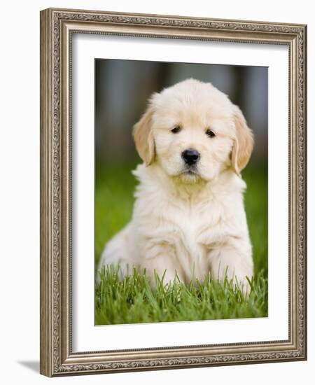 Golden Retriever Puppy-Jim Craigmyle-Framed Photographic Print