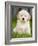 Golden Retriever Puppy-Jim Craigmyle-Framed Photographic Print