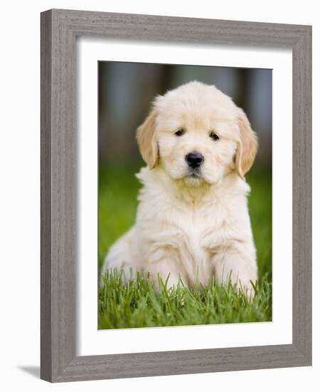 Golden Retriever Puppy-Jim Craigmyle-Framed Photographic Print