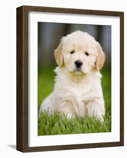 Golden Retriever Puppy-Jim Craigmyle-Framed Photographic Print