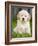 Golden Retriever Puppy-Jim Craigmyle-Framed Photographic Print