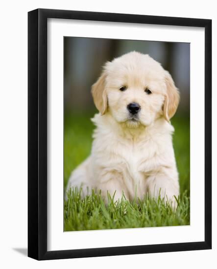 Golden Retriever Puppy-Jim Craigmyle-Framed Photographic Print