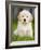 Golden Retriever Puppy-Jim Craigmyle-Framed Photographic Print