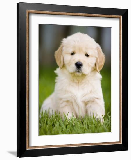 Golden Retriever Puppy-Jim Craigmyle-Framed Photographic Print