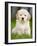 Golden Retriever Puppy-Jim Craigmyle-Framed Photographic Print